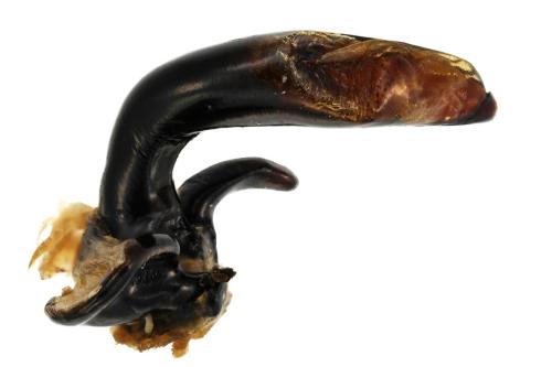 Réf. 353 789 : Pterostichus truncatus